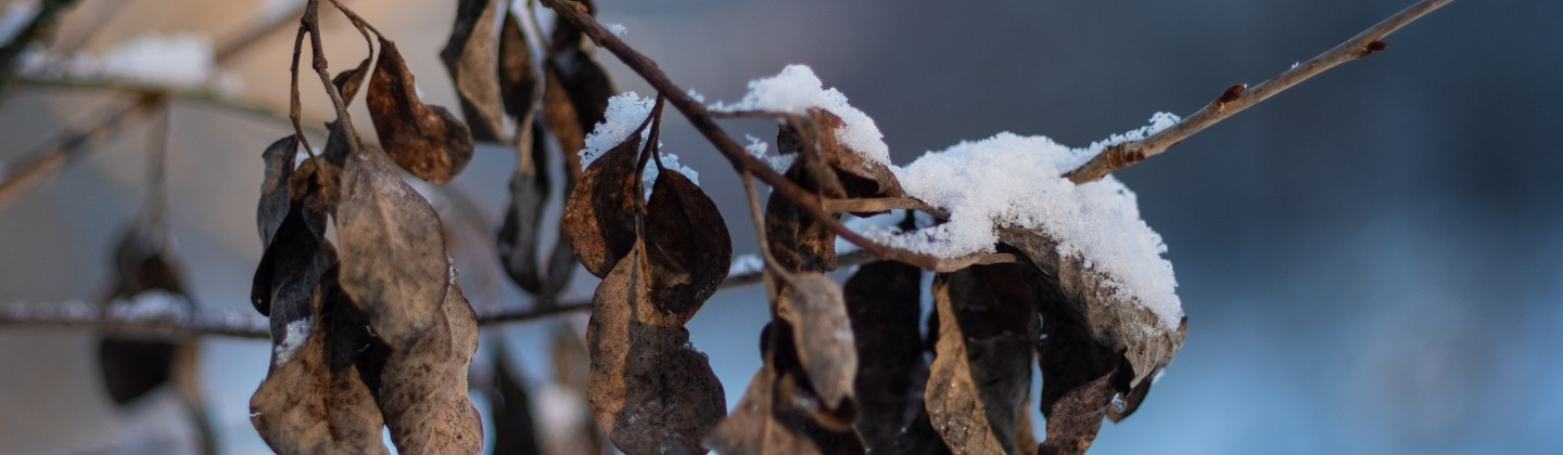 header photo
